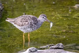 Tringa melanoleuca/flavipes