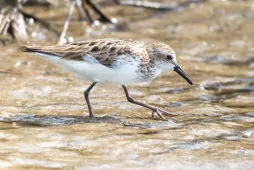 Calidris pusilla/mauri