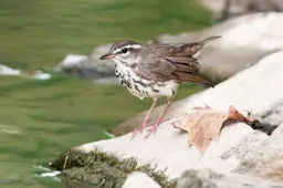 Parkesia motacilla/noveboracensis