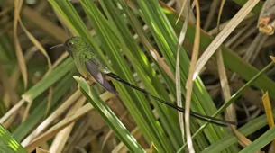 Lesbia victoriae/nuna