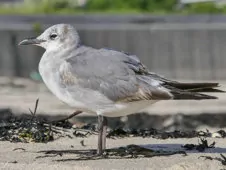 Leucophaeus atricilla/pipixcan