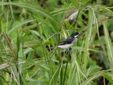 Sporophila bouvronides/lineola