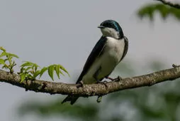 Tachycineta bicolor/thalassina