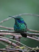 Colibri coruscans/cyanotus