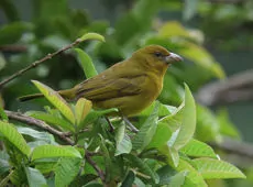 Piranga flava/rubra