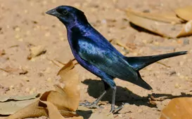Molothrus bonariensis/aeneus