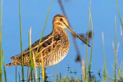 Gallinago delicata/paraguaiae