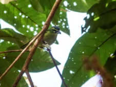 Vireolanius eximius