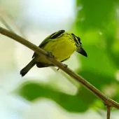 Todirostrum chrysocrotaphum