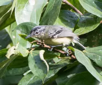 Herpsilochmus axillaris