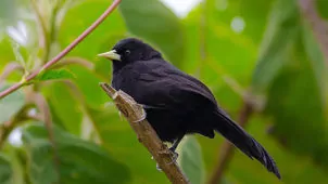 Amblycercus holosericeus