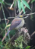 Ochthoeca diadema