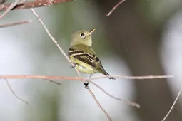Empidonax flaviventris