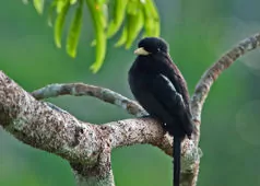 Monasa flavirostris