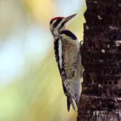 Sphyrapicus varius