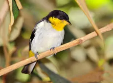 Hemithraupis flavicollis