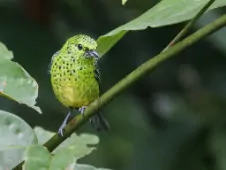 Ixothraupis xanthogastra