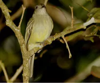 Myiopagis flavivertex