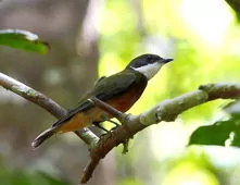 Heterocercus flavivertex