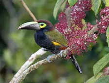 Selenidera spectabilis