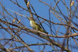 Vireo flavoviridis