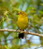 Atlapetes flaviceps