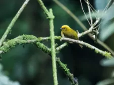 Chloropipo flavicapilla