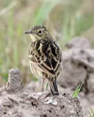 Anthus lutescens