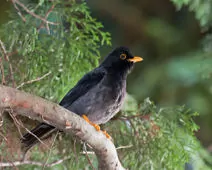 Turdus flavipes