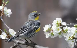 Setophaga coronata