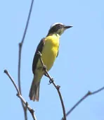 Conopias parvus
