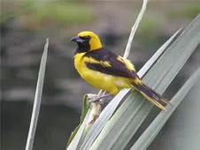 Icterus mesomelas