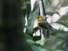 Platyrinchus flavigularis