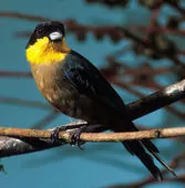 Iridosornis analis
