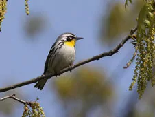 Setophaga dominica