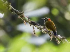 Dryobates dignus