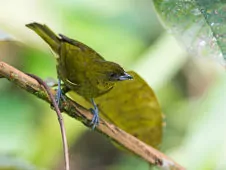 Bangsia flavovirens