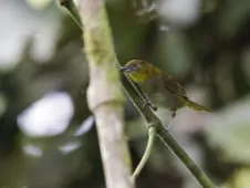 Chlorospingus flavigularis