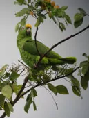 Amazona ochrocephala