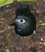 Hafferia zeledoni