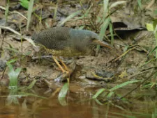 Zebrilus undulatus