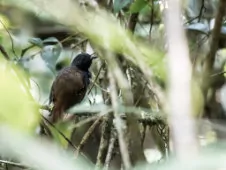 Sciaphylax castanea