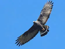 Buteo albonotatus